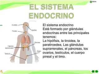 Siatema endocrino