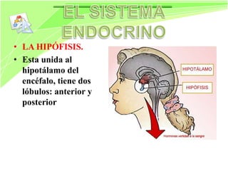 Siatema endocrino