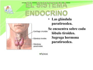 Siatema endocrino