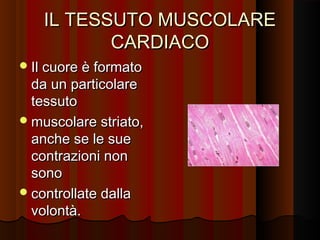 IL TESSUTO MUSCOLARE
          CARDIACO
 Il cuore è formato
  da un particolare
  tessuto
 muscolare striato,
  anche se le sue
  contrazioni non
  sono
 controllate dalla
  volontà.
 