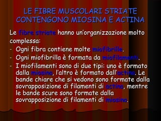 LE FIBRE MUSCOLARI STRIATE
  CONTENGONO MIOSINA E ACTINA
Le fibre striate hanno un’organizzazione molto
complessa:
- Ogni fibra contiene molte miofibrille.
- Ogni miofibrilla è formata da miofilamenti.
- I miofilamenti sono di due tipi: uno è formato
  dalla miosina, l’altro è formato dall’actina. Le
  bande chiare che si vedono sono formate dalla
  sovrapposizione di filamenti di actina, mentre
  le bande scure sono formate dalla
  sovrapposizione di filamenti di miosina.
 