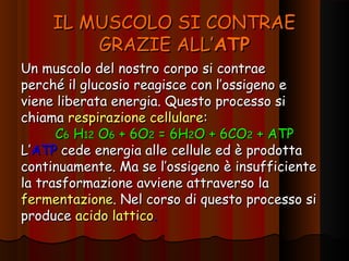 IL MUSCOLO SI CONTRAE
         GRAZIE ALL’ATP
Un muscolo del nostro corpo si contrae
perché il glucosio reagisce con l’ossigeno e
viene liberata energia. Questo processo si
chiama respirazione cellulare:
      C6 H12 O6 + 6O2 = 6H2O + 6CO2 + ATP
L’ATP cede energia alle cellule ed è prodotta
continuamente. Ma se l’ossigeno è insufficiente
la trasformazione avviene attraverso la
fermentazione. Nel corso di questo processo si
produce acido lattico.
 