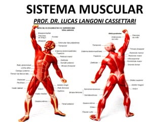 SISTEMA MUSCULAR
PROF. DR. LUCAS LANGONI CASSETTARI
 