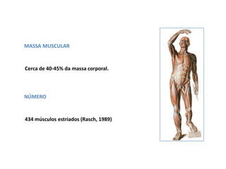 MASSA MUSCULAR
Cerca de 40-45% da massa corporal.
NÚMERO
434 músculos estriados (Rasch, 1989)
 