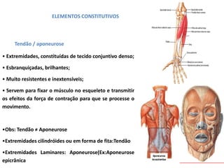ELEMENTOS CONSTITUTIVOS
Tendão / aponeurose
• Extremidades, constituídas de tecido conjuntivo denso;
• Esbranquiçadas, brilhantes;
• Muito resistentes e inextensíveis;
• Servem para fixar o músculo no esqueleto e transmitir
os efeitos da força de contração para que se processe o
movimento.
•Obs: Tendão ≠ Aponeurose
•Extremidades cilindróides ou em forma de fita:Tendão
•Extremidades Laminares: Aponeurose(Ex:Aponeurose
epicrânica
 