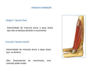 ORIGEM E INSERÇÃO
Origem * (ponto fixo)
Extremidade do músculo presa a peça óssea
que não se desloca durante o movimento
Inserção* (ponto móvel)
Extremidade do músculo presa a peça óssea
que se desloca.
Obs: Dependendo do movimento, este
conceito pode mudar
 