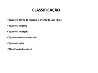 CLASSIFICAÇÃO
Quanto a forma do músculo e arranjo de suas fibras;
Quanto à origem;
Quanto à inserção;
Quanto ao ventre muscular;
Quanto à ação;
Classificação Funcional
 