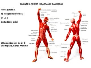 QUANTO A FORMA E O ARRANJO DAS FIBRAS
Fibras paralelas
a) Longos (Fusiformes) :
C> L e E
Ex: Sartório, Grácil
b) Largos(Leque): C e L > E
Ex: Trapézio, Glúteo Máximo
 