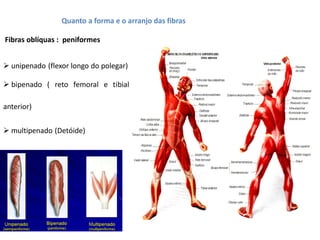 Quanto a forma e o arranjo das fibras
Fibras oblíquas : peniformes
 unipenado (flexor longo do polegar)
 bipenado ( reto femoral e tibial
anterior)
 multipenado (Detóide)
 