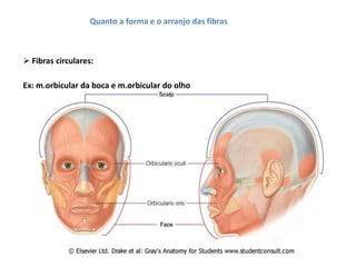 Quanto a forma e o arranjo das fibras
 Fibras circulares:
Ex: m.orbicular da boca e m.orbicular do olho
 