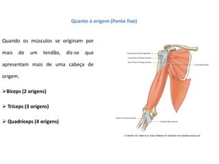 Quanto à origem (Ponto fixo)
Quando os músculos se originam por
mais de um tendão, diz-se que
apresentam mais de uma cabeça de
origem.
Bíceps (2 origens)
 Tríceps (3 origens)
 Quadríceps (4 origens)
 
