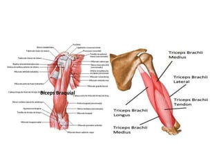 Bíceps Braquial
 