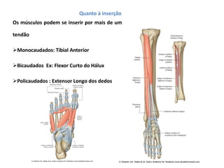 Quanto à inserção
Os músculos podem se inserir por mais de um
tendão
Monocaudados: Tibial Anterior
Bicaudados Ex: Flexor Curto do Hálux
Policaudados : Extensor Longo dos dedos
 