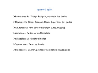 Quanto à ação
Extensores: Ex. Tríceps Braquial, extensor dos dedos
Flexores: Ex. Bíceps Braquial, Flexor Superficial dos dedos
Adutores: Ex. mm. adutores (longo, curto, magno)
Abdutores: Ex. tensor da fáscia lata
Rotadores: Ex. Redondo menor
Supinadores: Ex.m. supinador
Pronadores: Ex. mm. pronadores(redondo e quadrado)
 