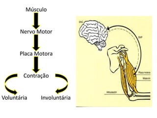 Músculo
Nervo Motor
Placa Motora
Contração
Voluntária Involuntária
 