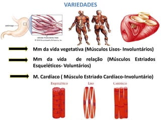 VARIEDADES
Mm da vida vegetativa (Músculos Lisos- Involuntários)
Mm da vida de relação (Músculos Estriados
Esqueléticos- Voluntários)
M. Cardíaco ( Músculo Estriado Cardíaco-Involuntário)
 