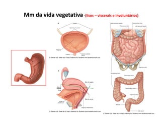 Mm da vida vegetativa-(lisos – viscerais e involuntários)
 