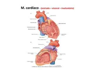 M. cardíaco - (estriado – visceral – involuntário)
 