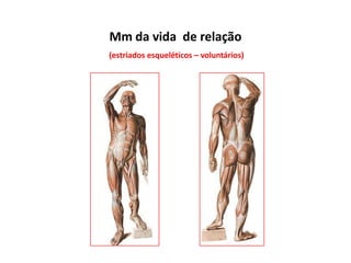Mm da vida de relação
(estriados esqueléticos – voluntários)
 