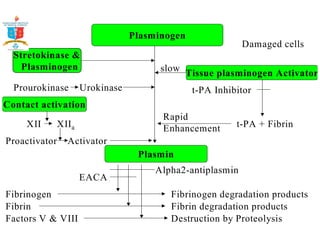 Plasminogen 
Stretokinase  
Plasminogen 
Damaged cells 
Tissue plasminogen Activator 
Prourokinase Urokinase 
Contact activation 
slow 
XII XIIa t-PA + Fibrin 
Plasmin 
Proactivator Activator 
t-PA Inhibitor 
Rapid 
Enhancement 
Fibrinogen 
Fibrin 
Factors V  VIII 
Fibrinogen degradation products 
Fibrin degradation products 
Destruction by Proteolysis 
EACA 
Alpha2-antiplasmin 
 