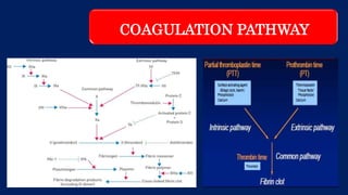 COAGULATION PATHWAY
 