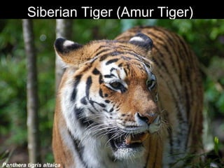 Siberian Tiger (Amur Tiger) Panthera tigris altaica Panthera tigris altaica 