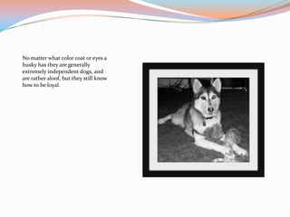 No matter what color coat or eyes a
husky has they are generally
extremely independent dogs, and
are rather aloof, but they still know
how to be loyal.
 