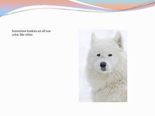 Sometimes huskies are all one
color, like white.
 