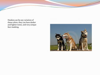 Huskies can be any variation of
these colors, they can have darker
and lighter tones, and very unique
face masking.
 