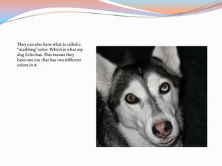 They can also have what is called a
“marbling” color. Which is what my
dog Echo has. This means they
have one eye that has two different
colors in it.
 