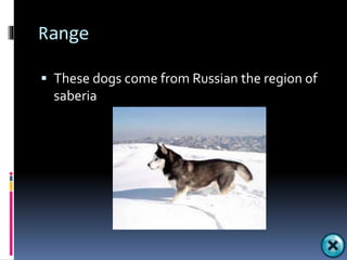 Реферат: Siberian Huskies Essay Research Paper Siberian Huskies