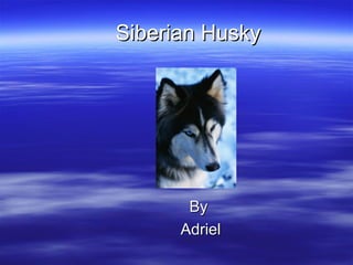 Siberian HuskySiberian Husky
ByBy
AdrielAdriel
 