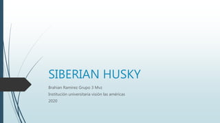 SIBERIAN HUSKY
Brahian Ramírez Grupo 3 Mvz
Institución universitaria visión las américas
2020
 