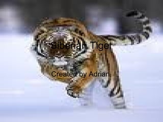 Siberian Tiger Created by Adrian  