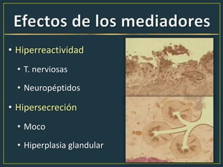 • Hiperreactividad
• T. nerviosas
• Neuropéptidos
• Hipersecreción
• Moco
• Hiperplasia glandular
 