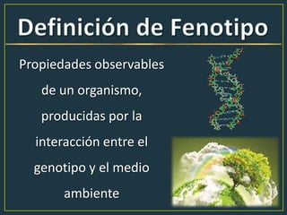 Propiedades observables
de un organismo,
producidas por la
interacción entre el
genotipo y el medio
ambiente
 