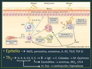 • Epitelio iNOS, periostina, eotaxinas, IL-33, TSLP, TGF-
• Th2 IL-4, IL-13, IL-5 B IgE C. Cebadas M. Químicos
Eosinófilos enzimas, iRO2, LTC4
m. liso contracción, hiperplasia
Nature Medicine 2012;18(5): 716-25
 