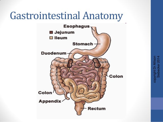 Scleroderma Gut Diets - Travellin