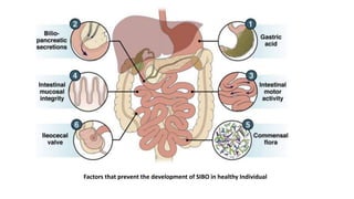 Managing Small Intestine Bacterial Overgrowth Sibo In Dogs With Ibd And Diarrhea photo