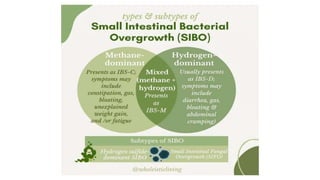 A closer look at Managing Small Intestine Bacterial Overgrowth Sibo In Dogs With Ibd And Diarrhea