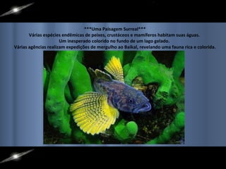 ***Uma Paisagem Surreal*** Várias espécies endêmicas de peixes, crustáceos e mamíferos habitam suas águas.  Um inesperado colorido no fundo de um lago gelado.  Várias agências realizam expedições de mergulho ao Baikal, revelando uma fauna rica e colorida.  