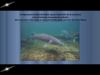 O imponente Esturjão-do-Baikal, quase impossível de se encontrar,  está seriamente ameaçado de extinção,  pois suas ovas estão entre as mais valorizadas pelos amantes do Caviar Russo. 