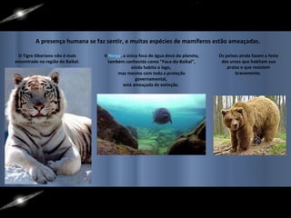 O Tigre Siberiano não é mais encontrado na região do Baikal. A  Nerpa , a única foca de água doce do planeta, também conhecida como "Foca-do-Baikal", ainda habita o lago,  mas mesmo com toda a proteção governamental,  está ameaçada de extinção.  A presença humana se faz sentir, e muitas espécies de mamíferos estão ameaçadas. Os peixes ainda fazem a festa dos ursos que habitam sua praias e que resistem bravamente.  