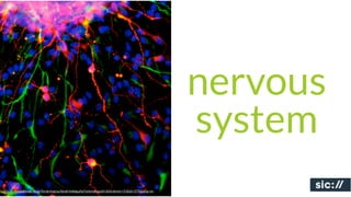 nervous
                                                                                                 system
http://www2.teknat.uu.se/forskning/uu/beskrivning.php?vetenskapsid=&forskomr=51&id=270&lang=en
 