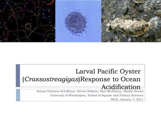 Larval Pacific Oyster (Crassostreagigas)Response to Ocean Acidification,[object Object],Emma Timmins-Schiffman, Steven Roberts, Paul McElhany, Shallin Busch,[object Object],University of Washington, School of Aquatic and Fishery Sciences,[object Object],SICB, January 7, 2011,[object Object]