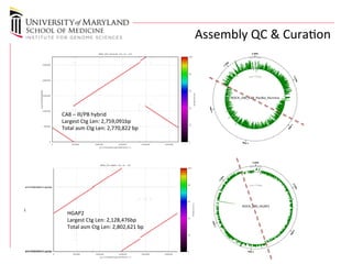 ROCK_290 Celera8 ctg vs. ref 
0 500000 1000000 1500000 2000000 2500000 
gi|374362062|gb|CP003033.1| 
2500000 
2000000 
1500000 
1000000 
500000 
0 
ctg7180000000002 
100 
80 
60 
40 
20 
0 
Assembly 
QC 
& 
Curaon 
%similarity 
CA8 
– 
Ill/PB 
hybrid 
Largest 
Ctg 
Len: 
2,759,091bp 
Total 
asm 
Ctg 
Len: 
2,770,822 
bp 
ROCK_290 HGAP2 ctg vs. ref 
0 500000 1000000 1500000 2000000 2500000 
gi|374362062|gb|CP003033.1| 
ssccff77118800000000000000001134||qquuiivveerr 
QRY 
ssscccfff777111888000000000000000000000000111012|||qqquuuiiivvveeerrr 
100 
80 
60 
40 
20 
0 
%similarity 
HGAP2 
Largest 
Ctg 
Len: 
2,128,476bp 
Total 
asm 
Ctg 
Len: 
2,802,621 
bp 
 