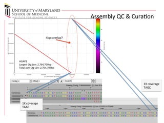 4bp 
overlap? 
0 500000 1000000 1500000 2000000 2500000 
gi|595636499|gb|CP007454.1| 
2500000 
2000000 
1500000 
1000000 
500000 
0 
scf7180000000002|quiver 
Assembly 
QC 
& 
Curaon 
100 80 
60 
similarity 
%40 
20 
0 
HGAP2 
Largest 
Ctg 
Len: 
2,764,709bp 
Total 
asm 
Ctg 
Len: 
2,764,709bp 
1X 
coverage 
TAAC 
1X 
coverage 
TAGC 
 