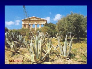 SEGESTA 