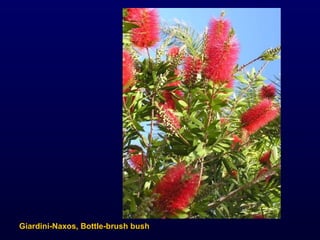 Giardini-Naxos, Bottle-brush bush 