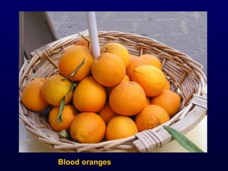 Blood oranges 